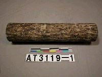藏品(蛇木)的圖片